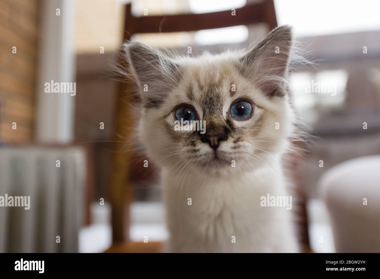 Blau spitz Ragdoll Kätzchen zu Hause - September 2016 Stockfoto