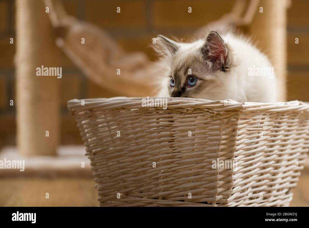 Blau spitz Ragdoll Kätzchen zu Hause - September 2016 Stockfoto