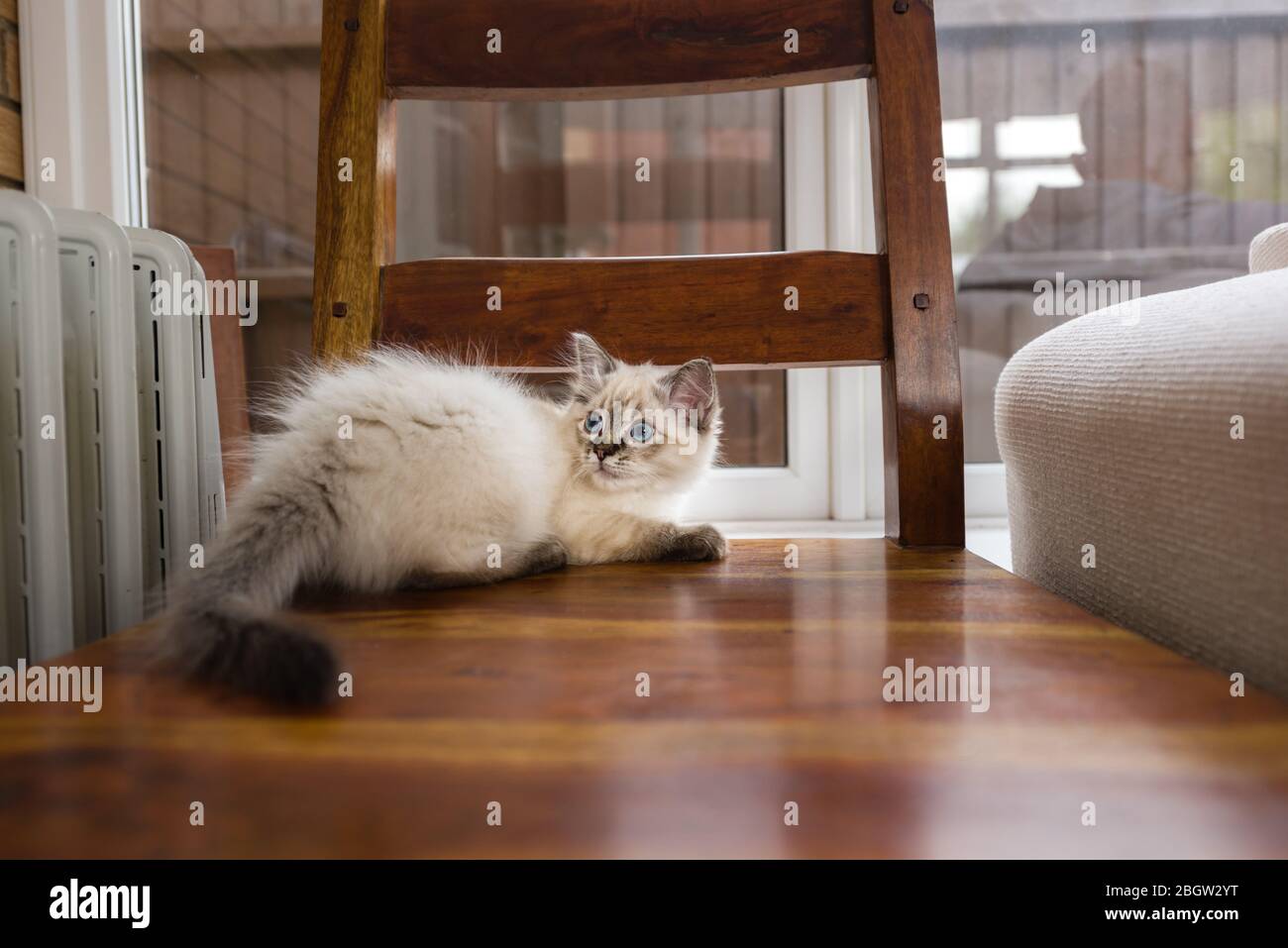 Blau spitz Ragdoll Kätzchen zu Hause - September 2016 Stockfoto