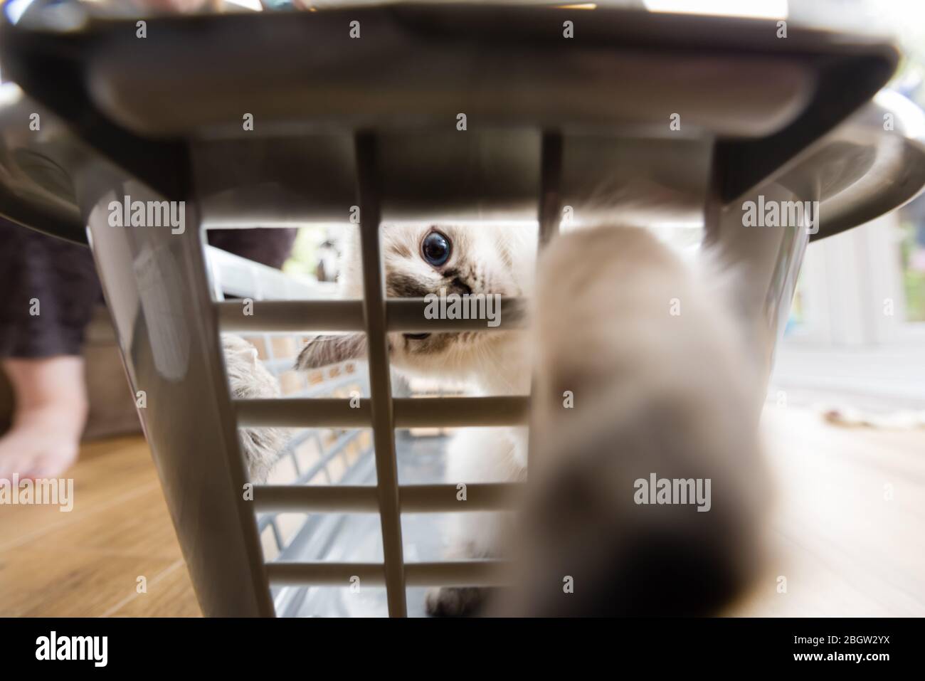 Blau spitz Ragdoll Kätzchen zu Hause - September 2016 Stockfoto