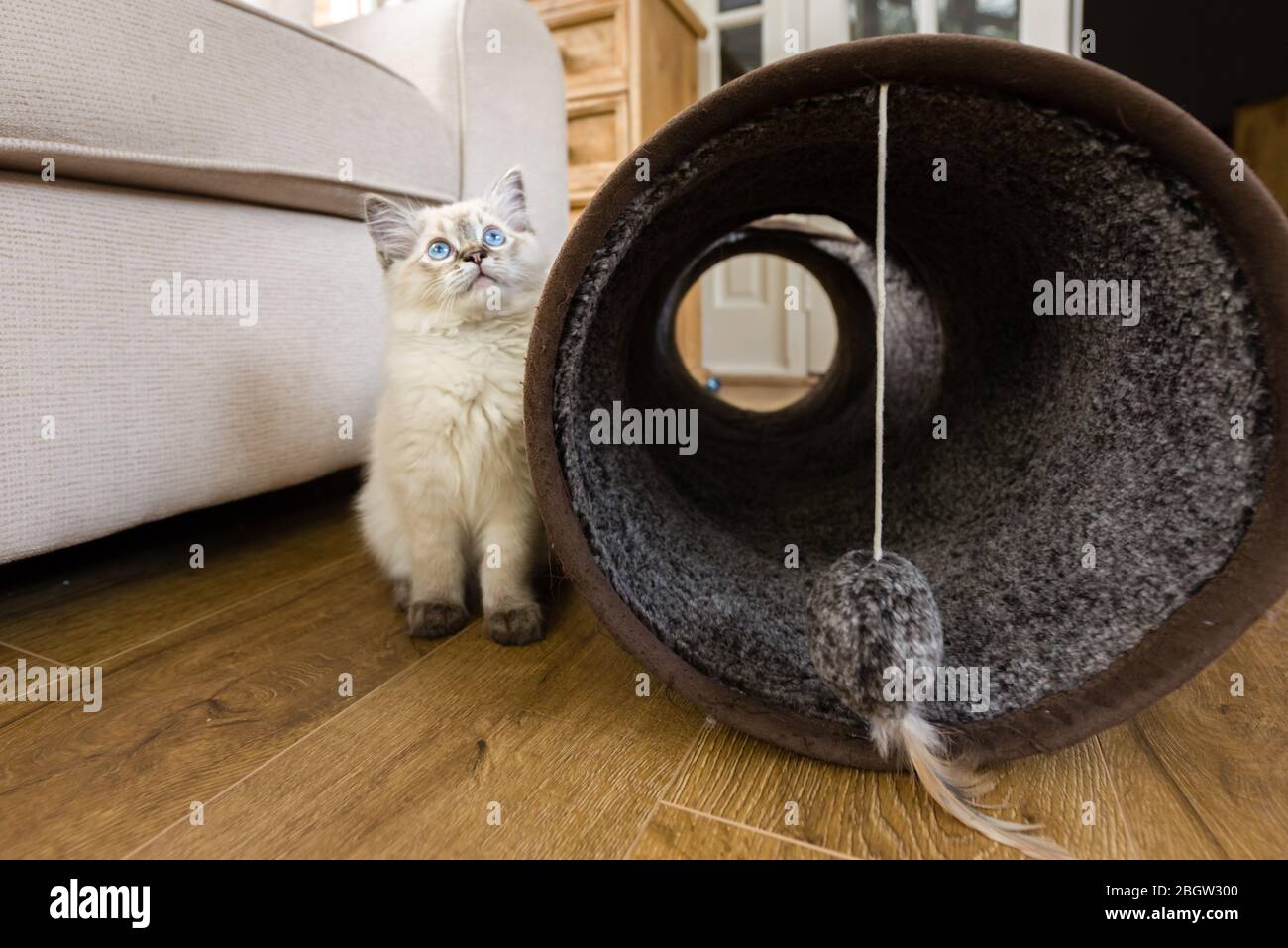 Blau spitz Ragdoll Kätzchen zu Hause - September 2016 Stockfoto