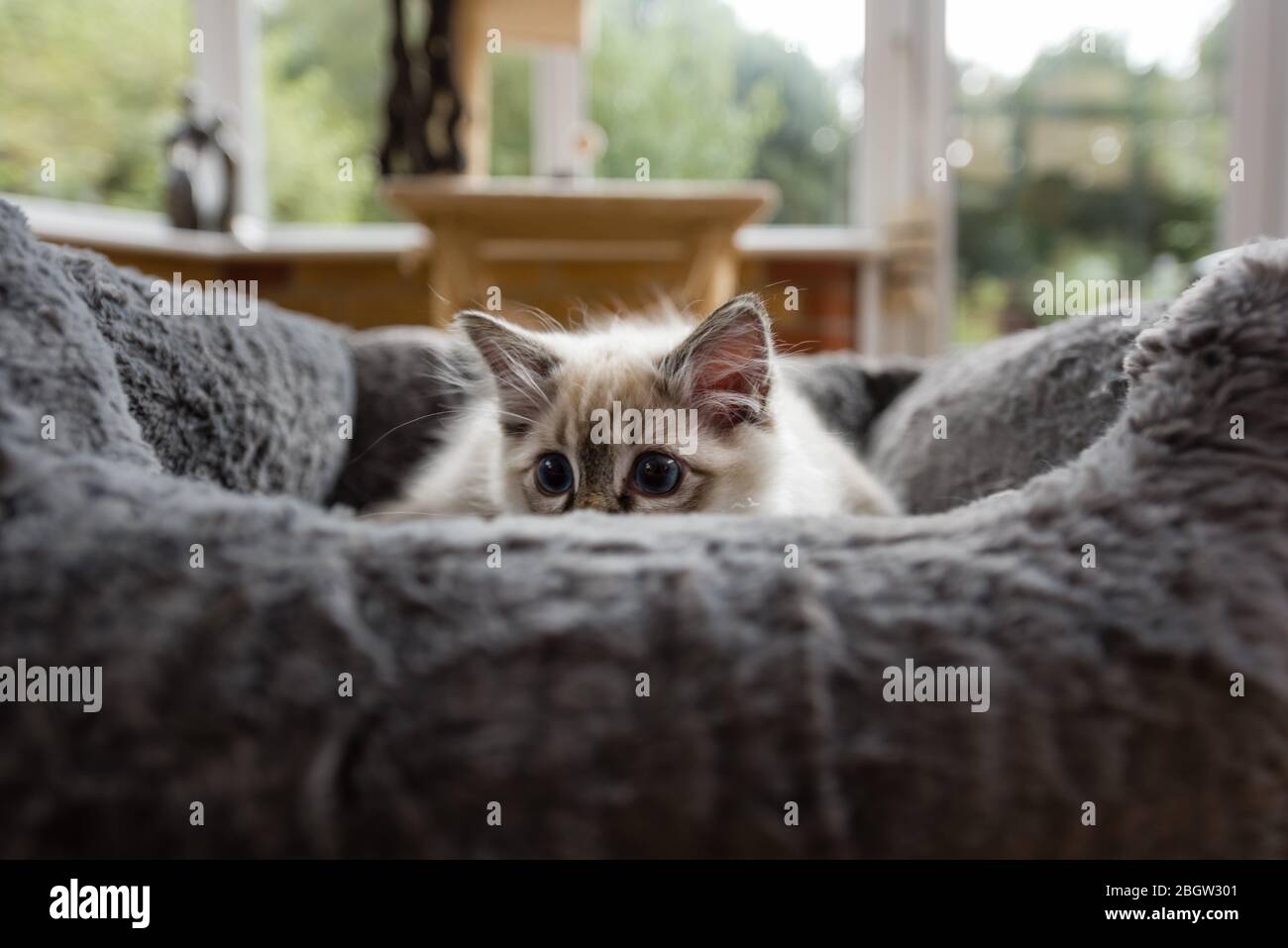 Blau spitz Ragdoll Kätzchen zu Hause - September 2016 Stockfoto