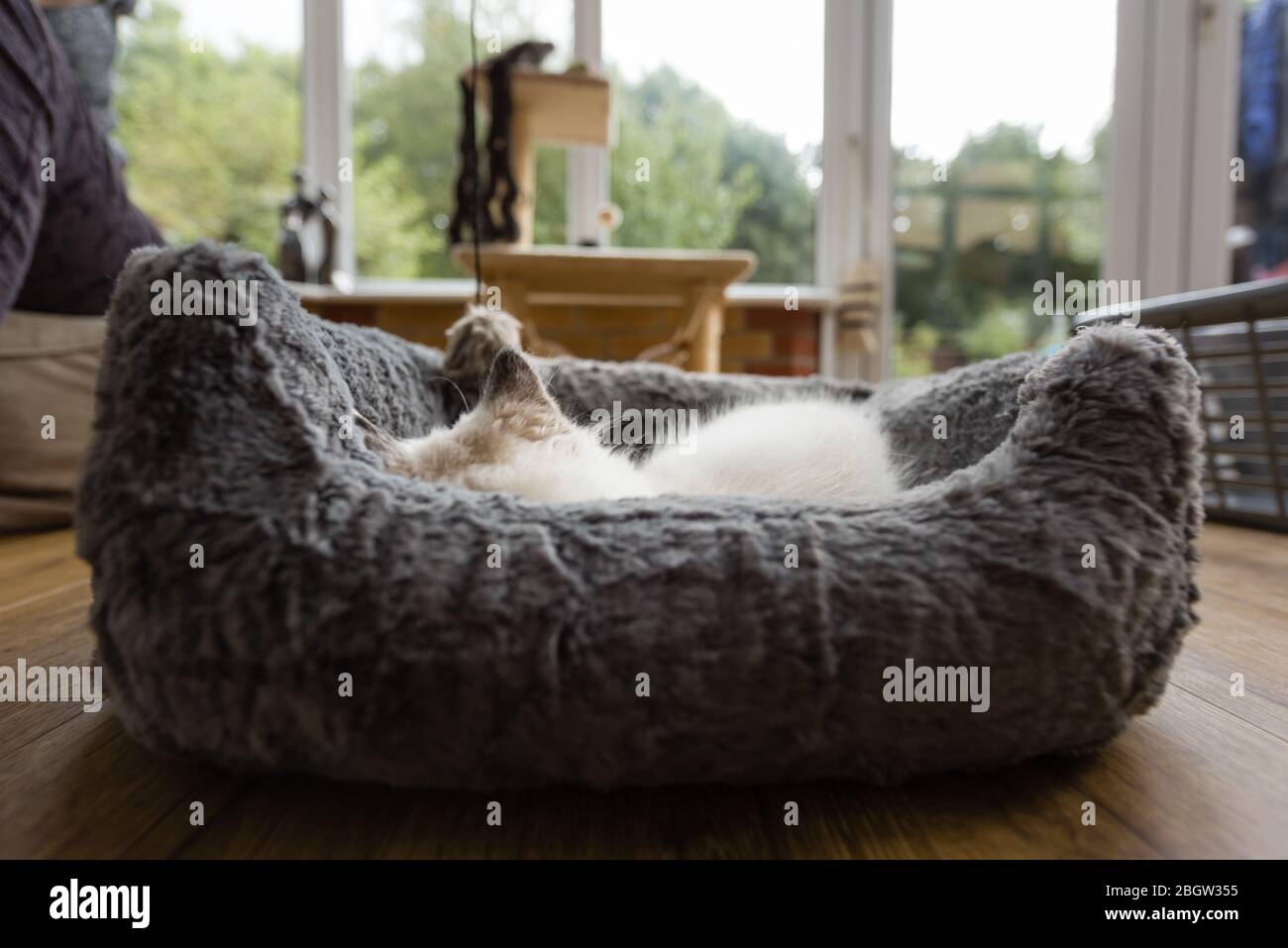 Blau spitz Ragdoll Kätzchen zu Hause - September 2016 Stockfoto