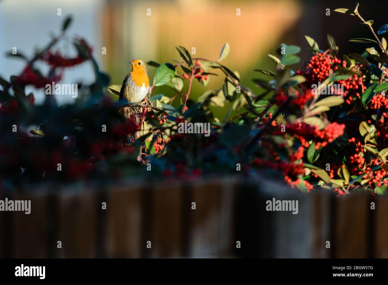 Robin in Hecke- Januar, 2016 Stockfoto