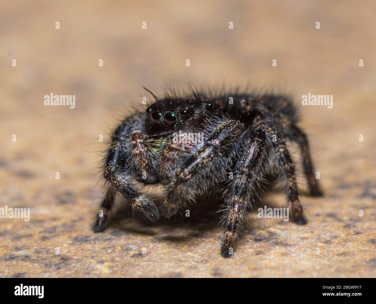 Phidippus audax, Bold Jumping Spider oder Bold Jumper Stockfoto