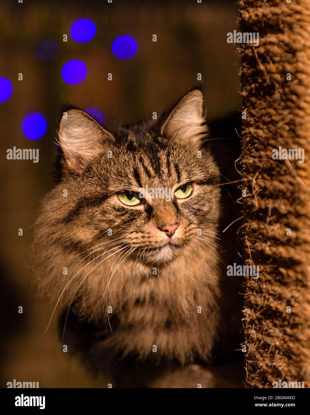 Tabby Katze Abend Porträt auf Garten Katze Turm. Mit Lichterkette  Hintergrund V- Oktober, 2017 Stockfotografie - Alamy