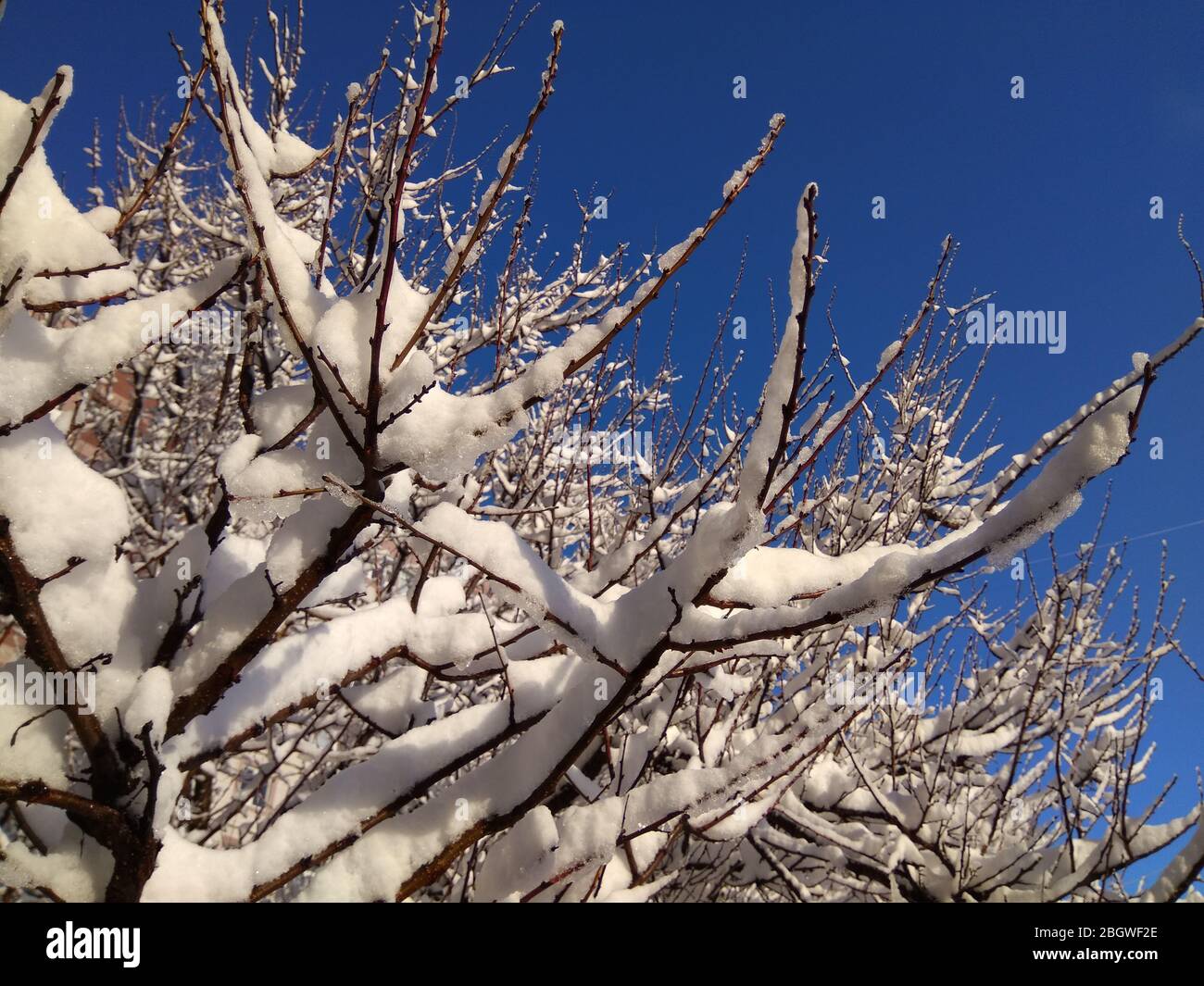 Schöne verschneite Bäume vor dem Hintergrund des Winterhimmels Stockfoto