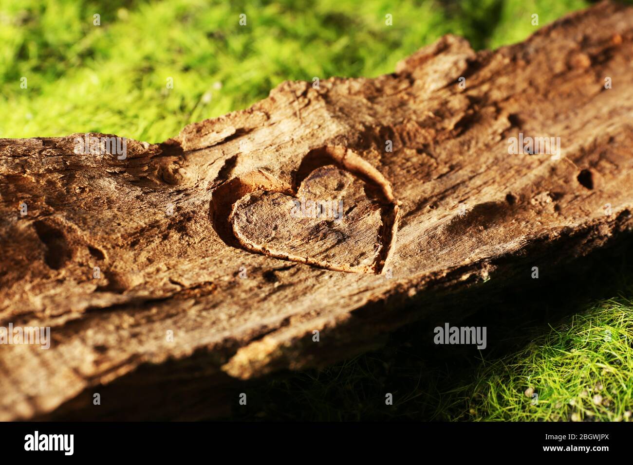 Herz aus Baumrinde geschnitzt Stockfoto