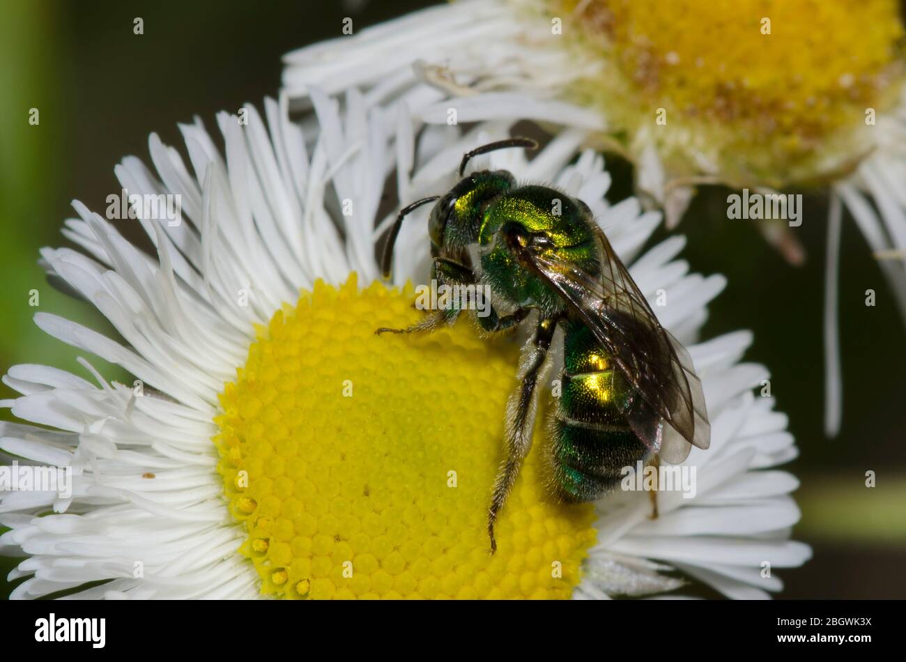 Schwitzbiene, Augochloropsis sp., Futtersuche auf Fleabane, Erigeron sp. Stockfoto