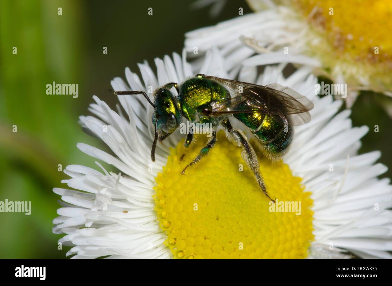 Schwitzbiene, Augochloropsis sp., Futtersuche auf Fleabane, Erigeron sp. Stockfoto