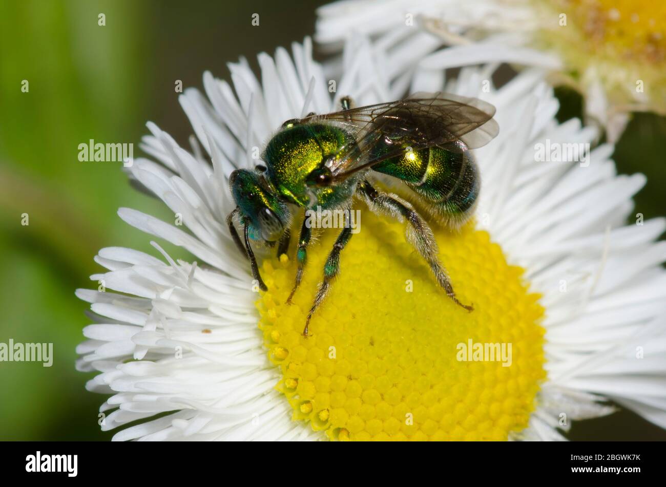 Schwitzbiene, Augochloropsis sp., Futtersuche auf Fleabane, Erigeron sp. Stockfoto