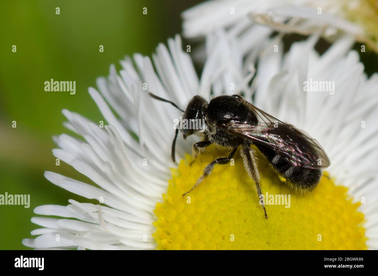 Schwitzbiene, Lasioglossum sp., Futter auf Fleabane, Erigeron sp. Stockfoto