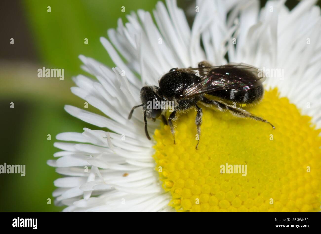 Schwitzbiene, Lasioglossum sp., Futter auf Fleabane, Erigeron sp. Stockfoto