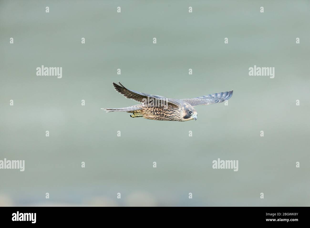 Juvenile Peregrine Falcon in-Flight New Jersey, USA Aufnahme mit einer Canon EOS 1DXII Kamera in Kombination mit einem Canon 600mm f/4 IS II Objektiv, mit Stockfoto