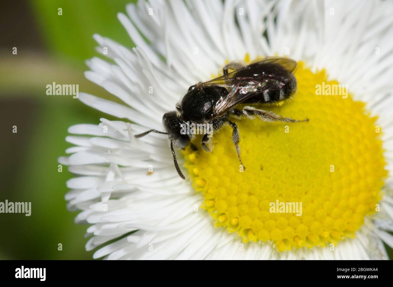 Schwitzbiene, Lasioglossum sp., Futter auf Fleabane, Erigeron sp. Stockfoto