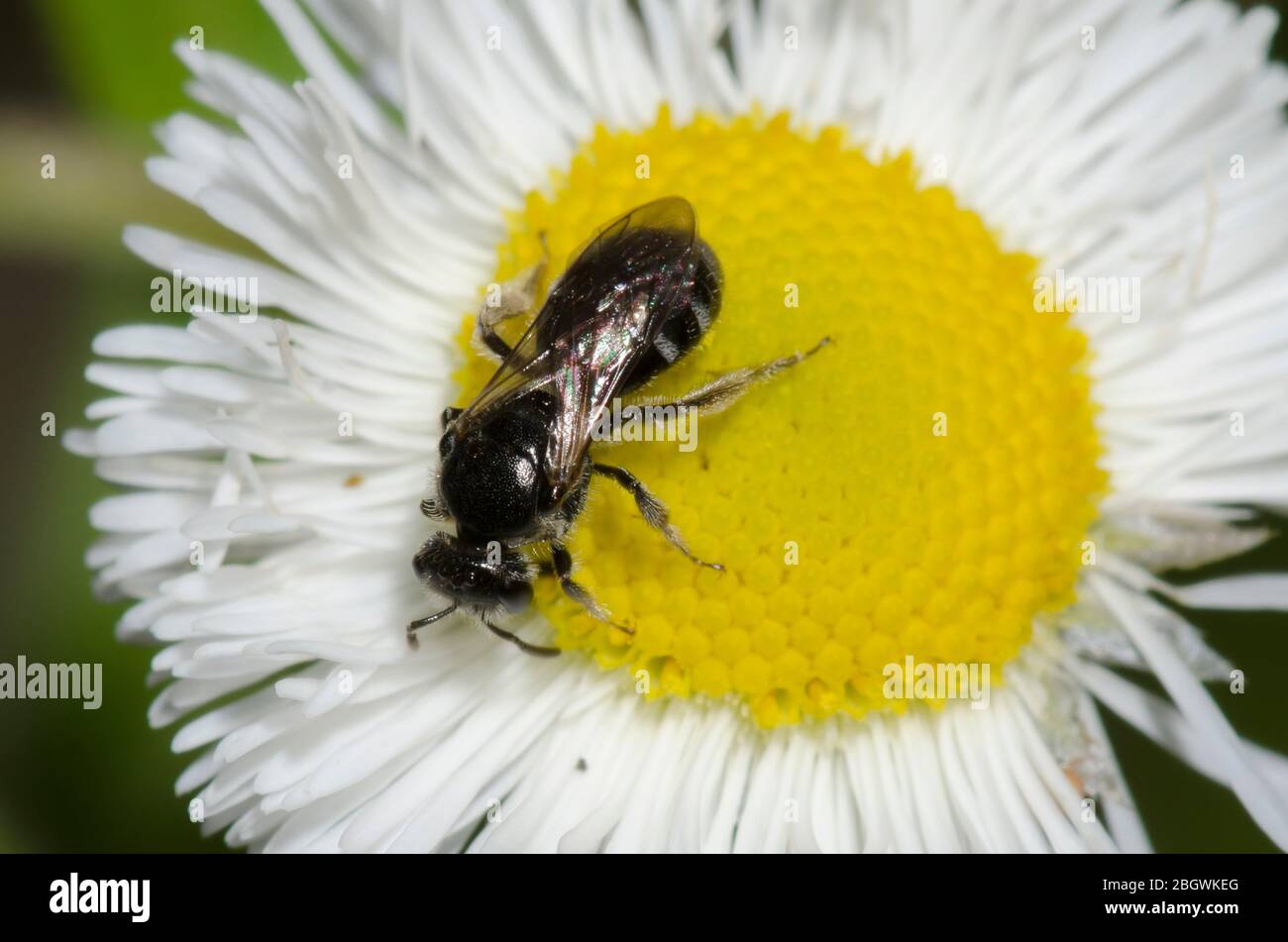 Schwitzbiene, Lasioglossum sp., Futter auf Fleabane, Erigeron sp. Stockfoto