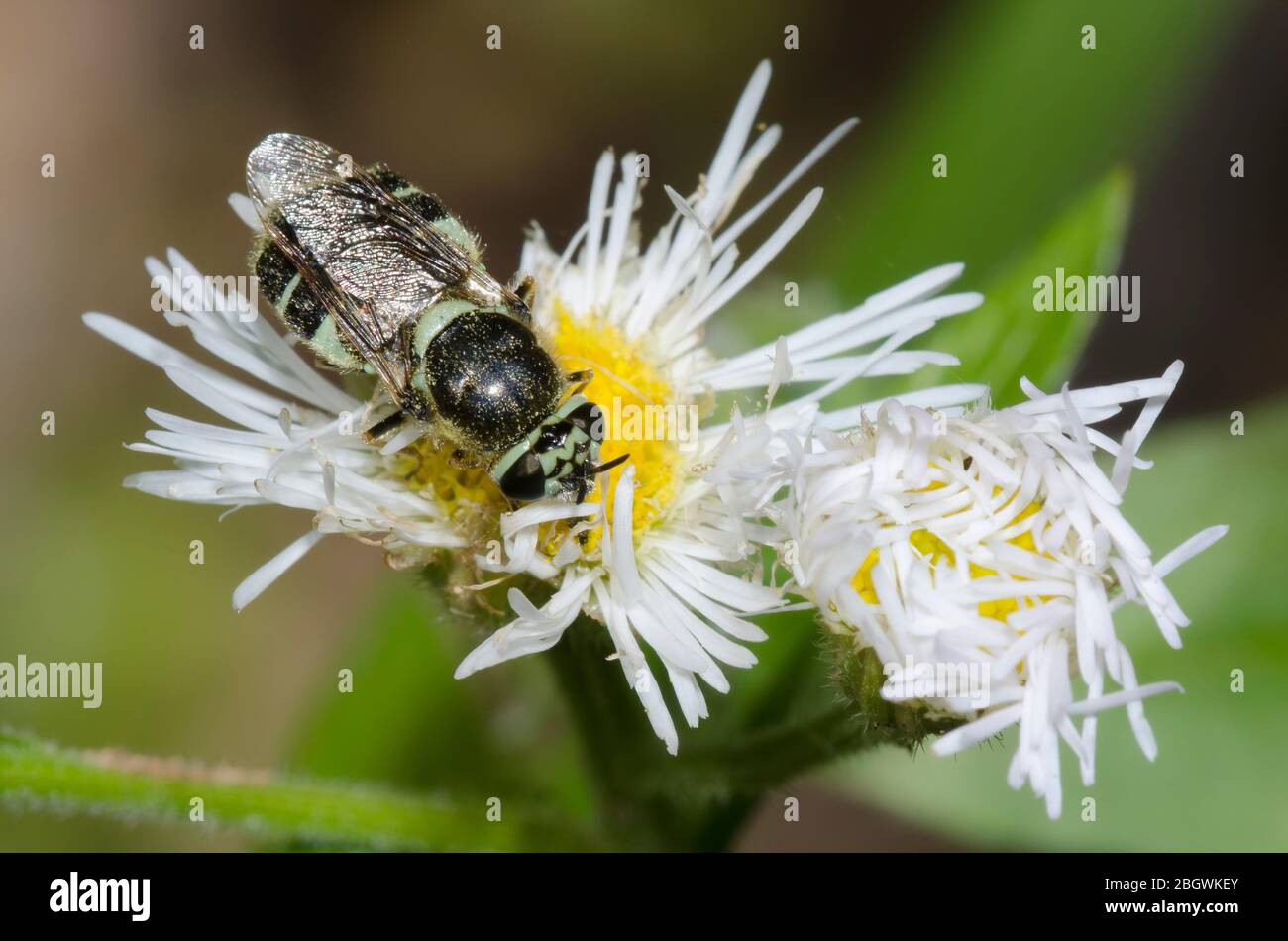 Soldier Fly, Psellidotus sp., Futtersuche auf Fleabane, Erigeron sp. Stockfoto