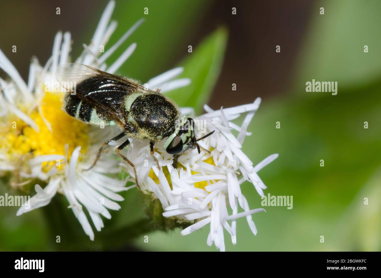 Soldier Fly, Psellidotus sp., Futtersuche auf Fleabane, Erigeron sp. Stockfoto