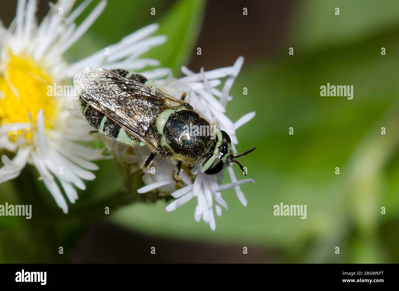 Soldier Fly, Psellidotus sp., Futtersuche auf Fleabane, Erigeron sp. Stockfoto