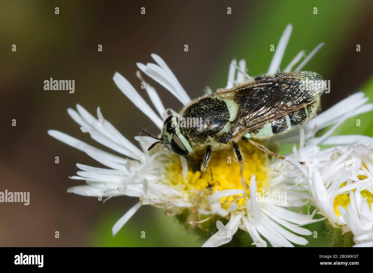 Soldier Fly, Psellidotus sp., Futtersuche auf Fleabane, Erigeron sp. Stockfoto