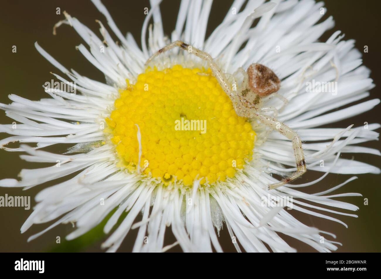 Krabbenspinne, Mecaphesa sp., lauert auf Fleabane, Erigeron sp. Stockfoto