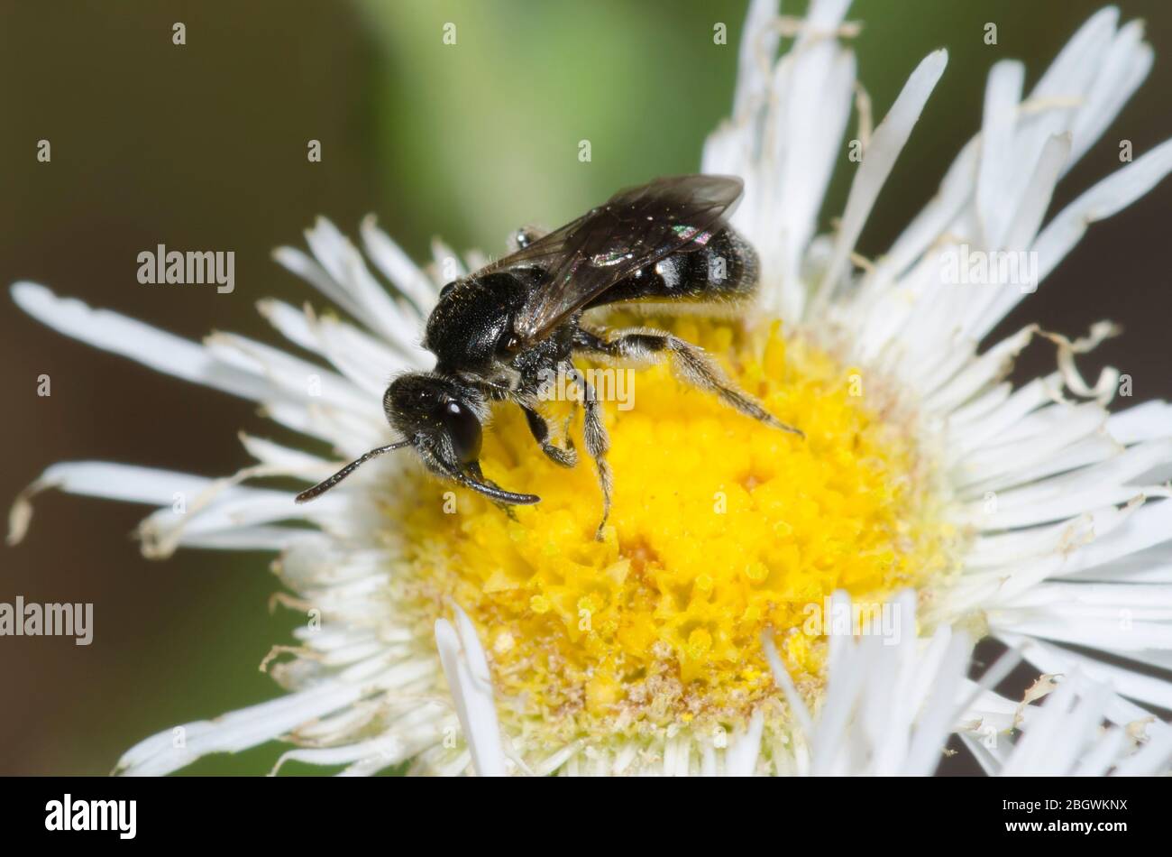 Schwitzbiene, Lasioglossum sp., Futter auf Fleabane, Erigeron sp. Stockfoto