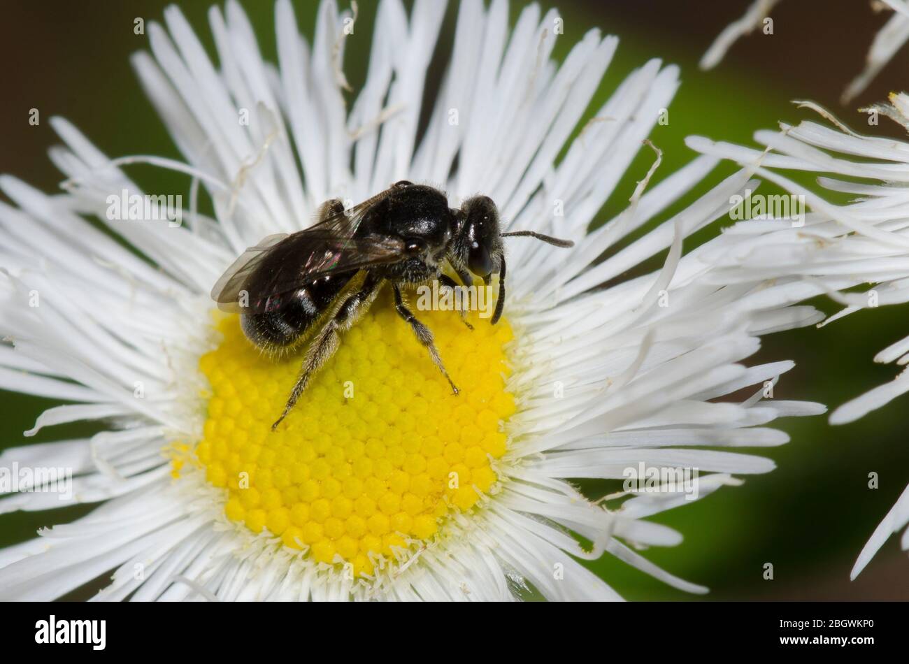 Schwitzbiene, Lasioglossum sp., Futter auf Fleabane, Erigeron sp. Stockfoto