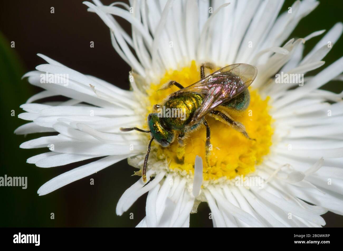 Schwitzbiene, Augochlorella sp., Futter auf Fleabane, Erigeron sp. Stockfoto
