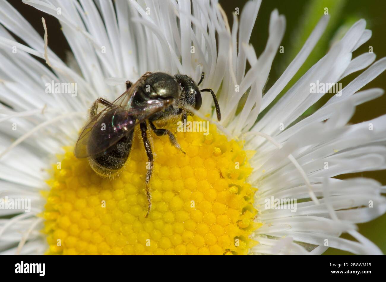 Schwitzbiene, Lasioglossum sp., Futter auf Fleabane, Erigeron sp. Stockfoto