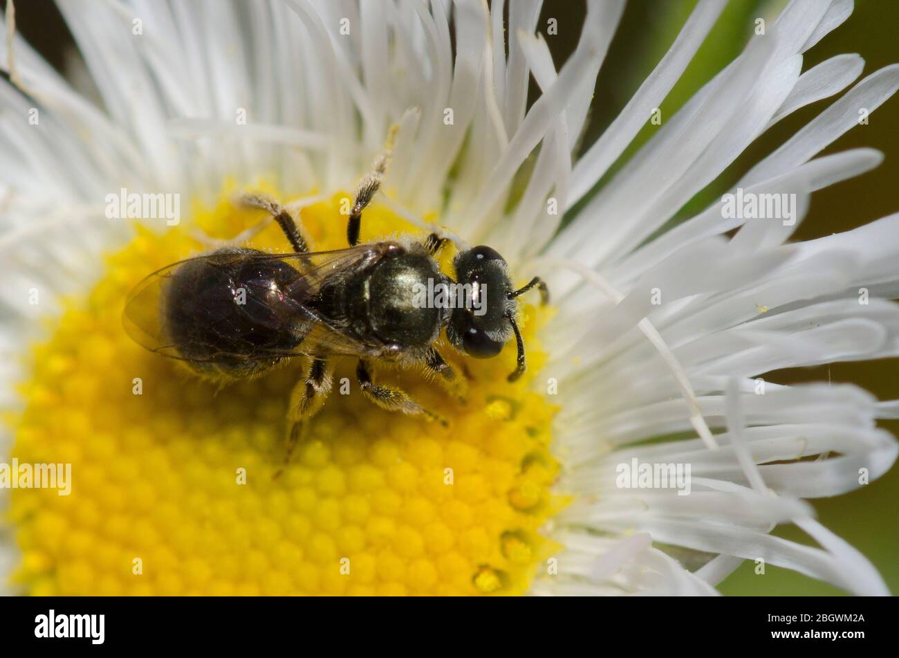 Schwitzbiene, Lasioglossum sp., Futter auf Fleabane, Erigeron sp. Stockfoto
