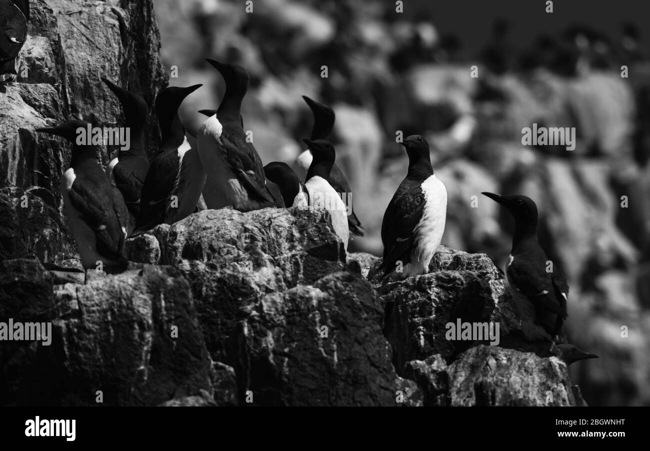 Guillemots auf Felsen mono. Northumberland, Mai 2109 Stockfoto