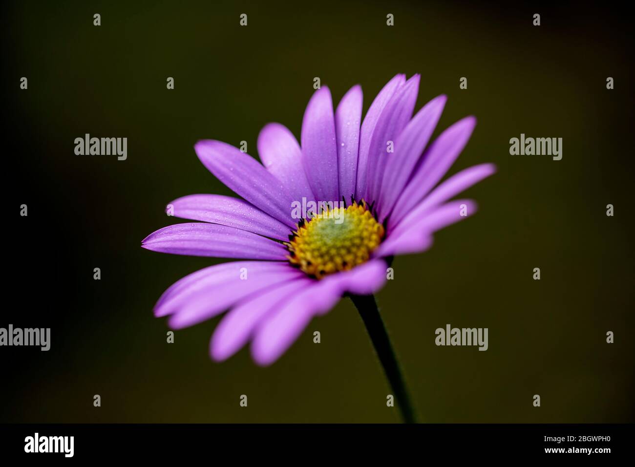 Wunderschönes Lila Gänseblümchen Stockfoto