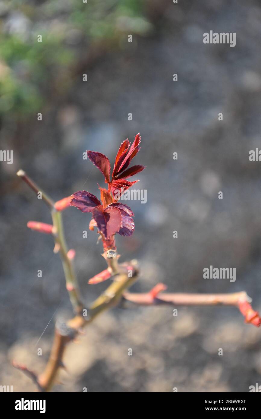 Auf einem nackten und gebrochenen Zweig, ein Trieb von rötlichen Rosenblättern Stockfoto