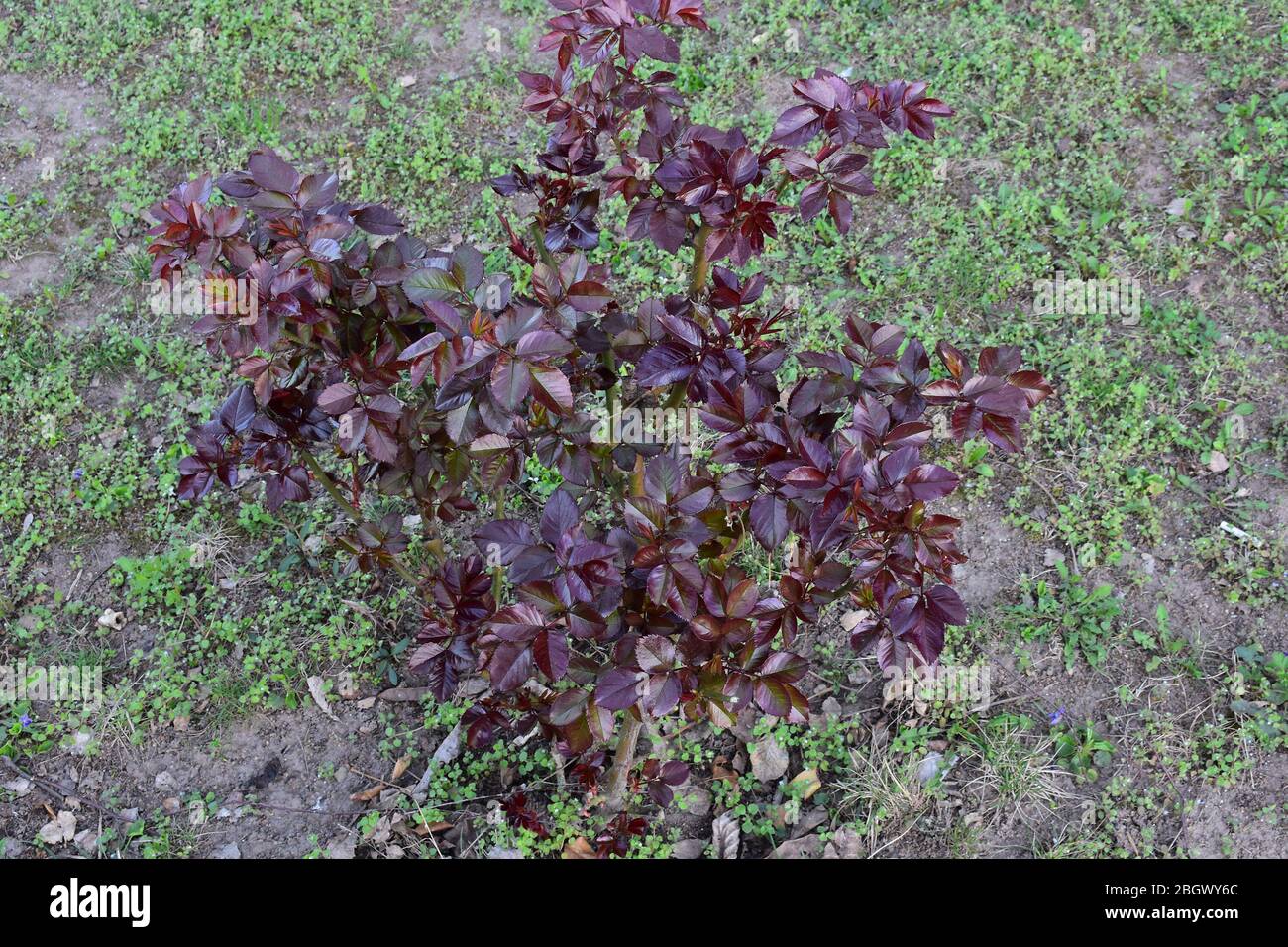 Junge dicke und rötliche Rosenausläufer verlassen Stockfoto