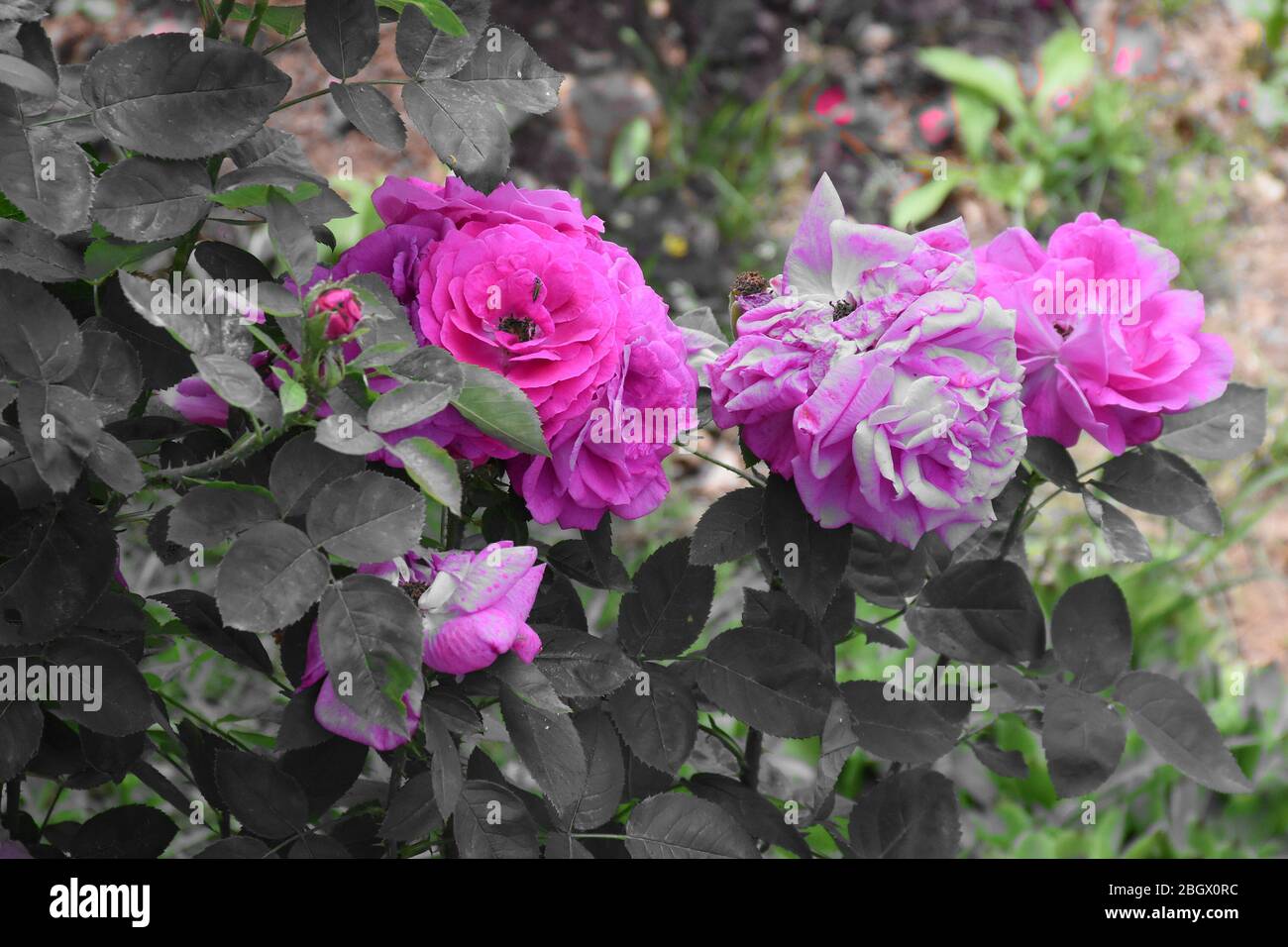 Ein Bouquet von rosa blühenden Rosenblüten in einem dichten Busch von grün-grauen Blättern Stockfoto