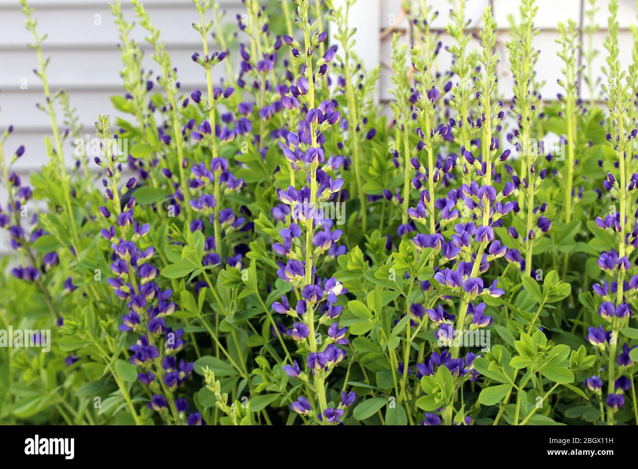 Blühende Stängel von False Blue Indigo in einem Garten in Wisconsin Stockfoto