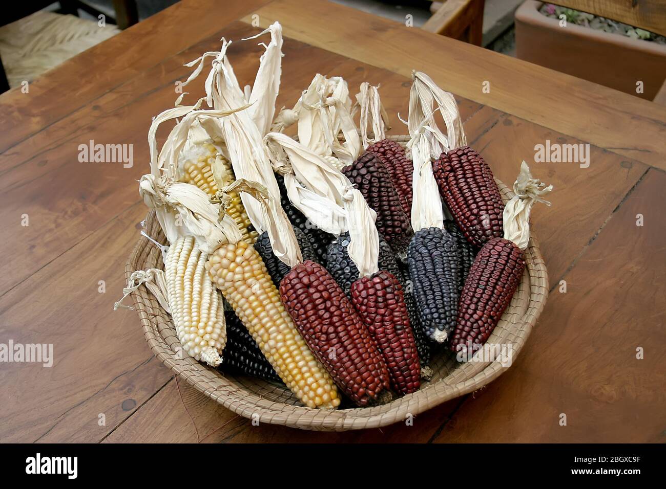 Maiskolben mit verschiedenen Farben Stockfoto