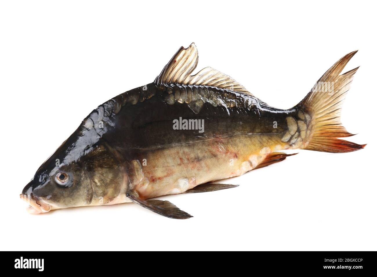 Karpfenfisch Isoliert Stockfotos Und Bilder Kaufen Alamy