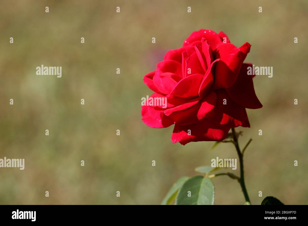 Foto: Eine schöne Rosenblume draußen im Garten an einem schönen warmen sonnigen Morgen, aufgenommen in lebendigen Farben zum Download. Stockfoto