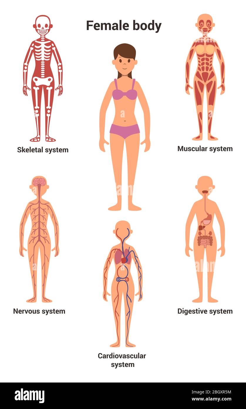 Weiblicher Körper. Menschliche Anatomie. Skelett- und Muskelsystem, Nerven- und Kreislaufsystem, menschliches Verdauungssystem. Menschliche Anatomie Skelett und Verdauung Stock Vektor