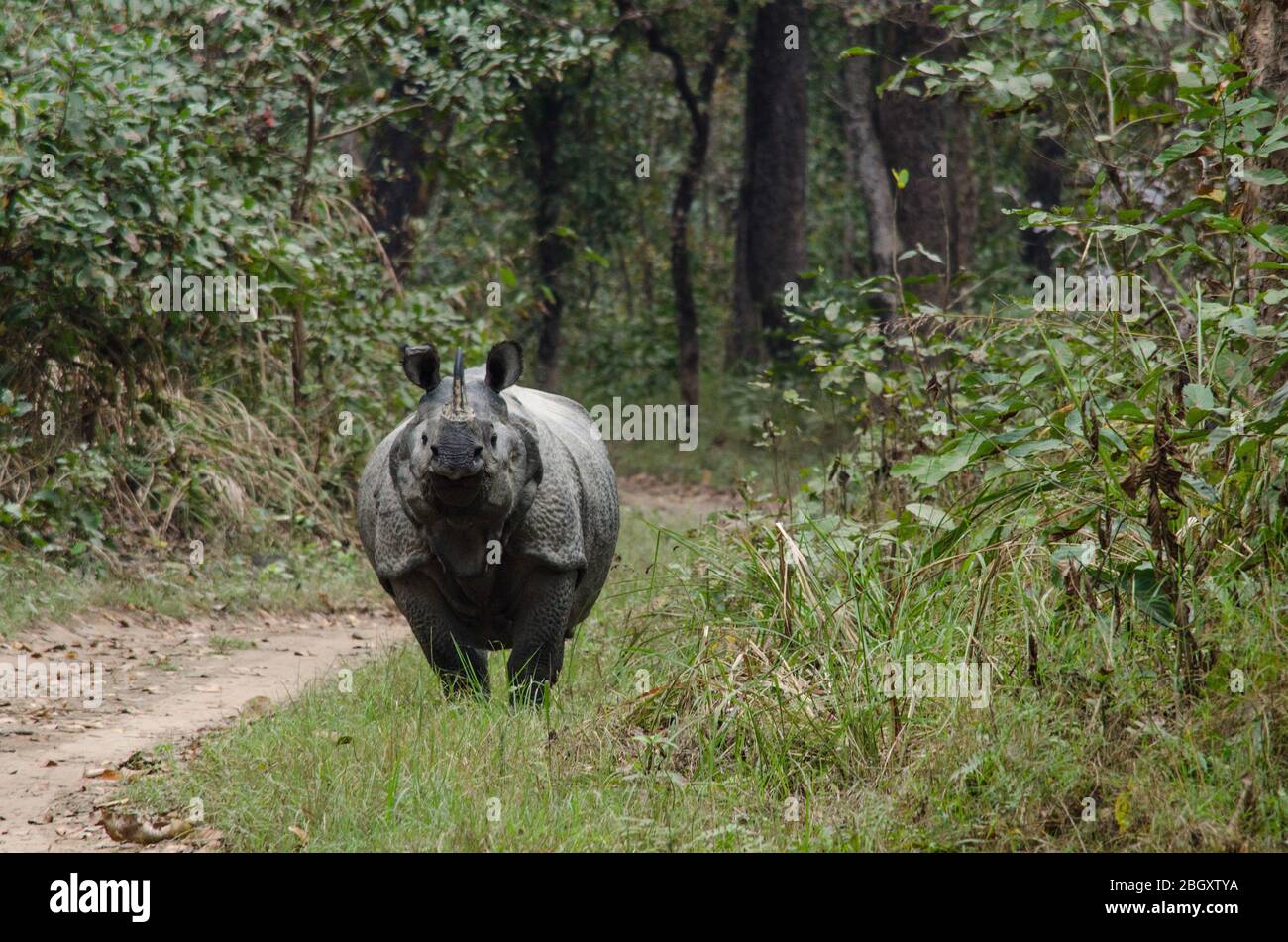 rhinoceros, Plural Nashorn, Nashorn, oder Nashorn, jede von fünf oder sechs Arten von riesigen, horntragenden Pflanzenfressern, die einige der llar Stockfoto