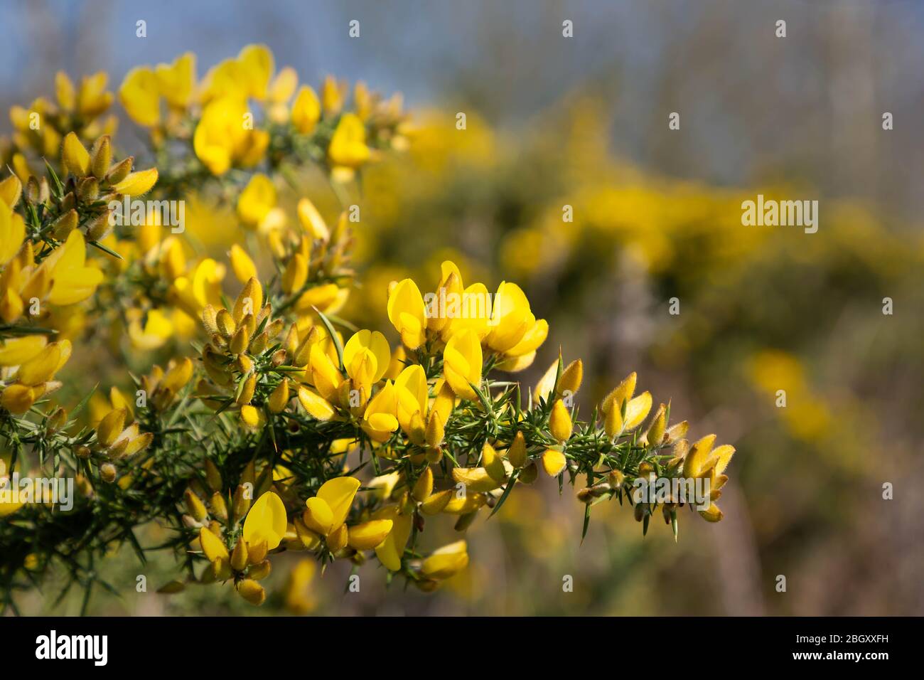 Leuchtend gelbe Gorseblüten und Dornen, dicht oben - ulex Stockfoto