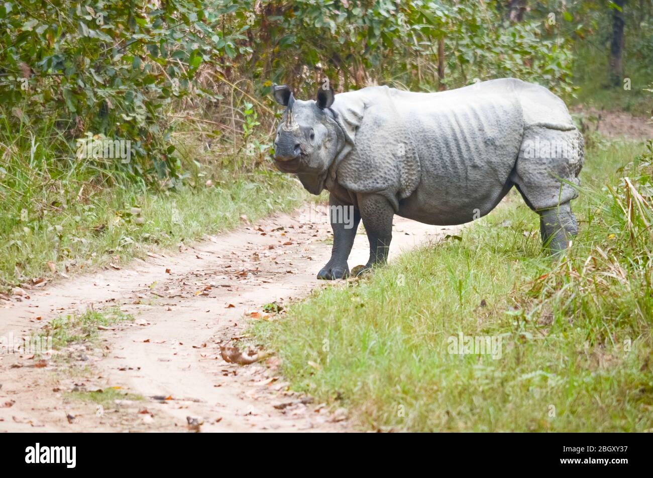 rhinoceros, Plural Nashorn, Nashorn, oder Nashorn, jede von fünf oder sechs Arten von riesigen, horntragenden Pflanzenfressern, die einige der llar Stockfoto