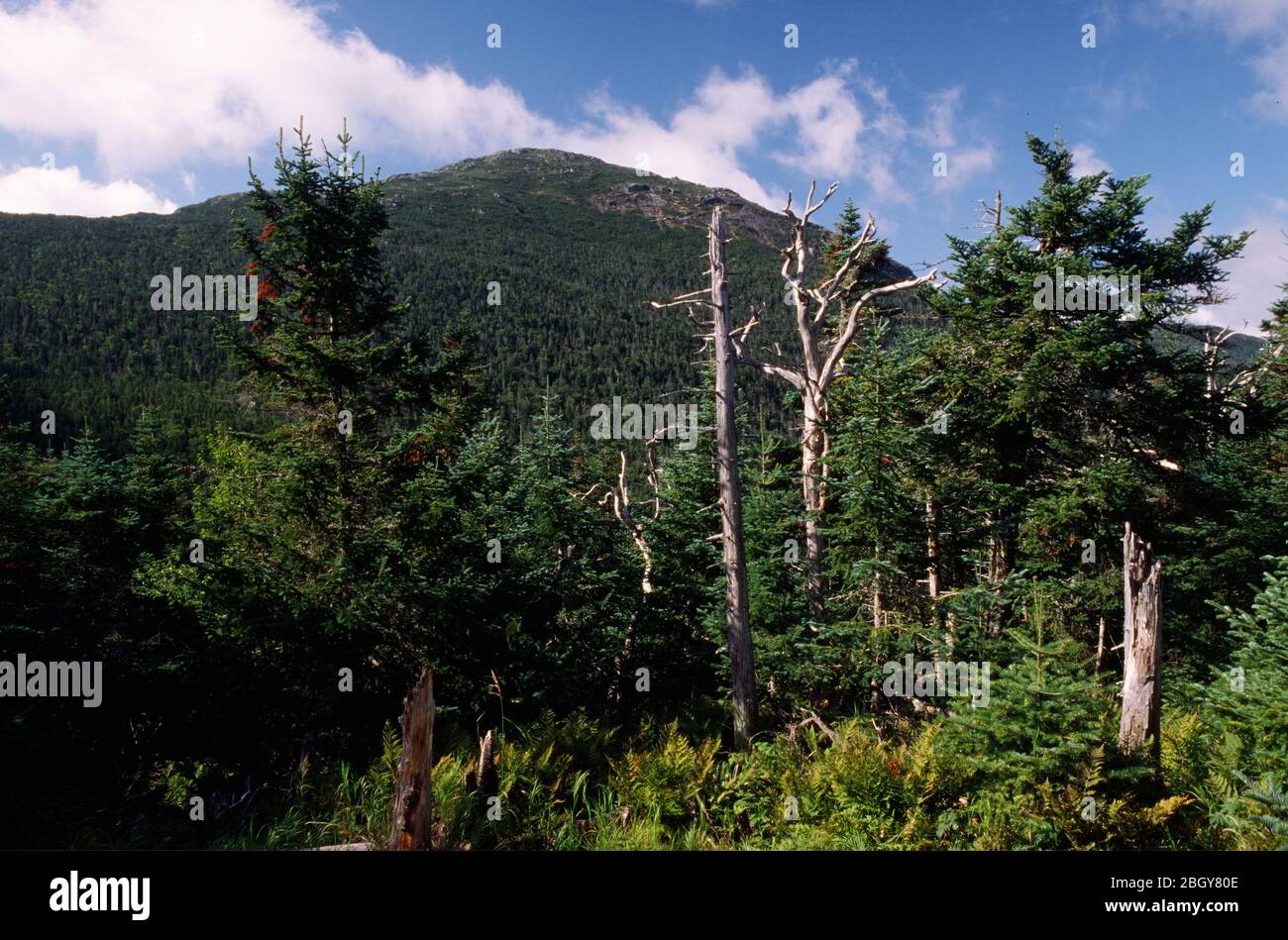 Mt Marcy, High Peaks Wilderness, Adirondack Park, New York Stockfoto