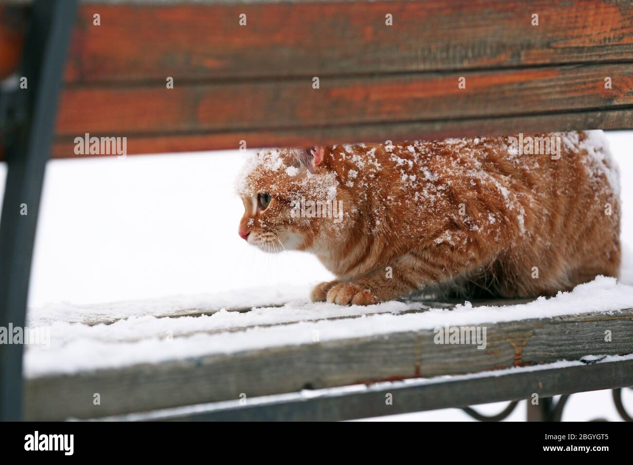 Rote Katze auf Bank im Park auf Schneefall Hintergrund Stockfoto