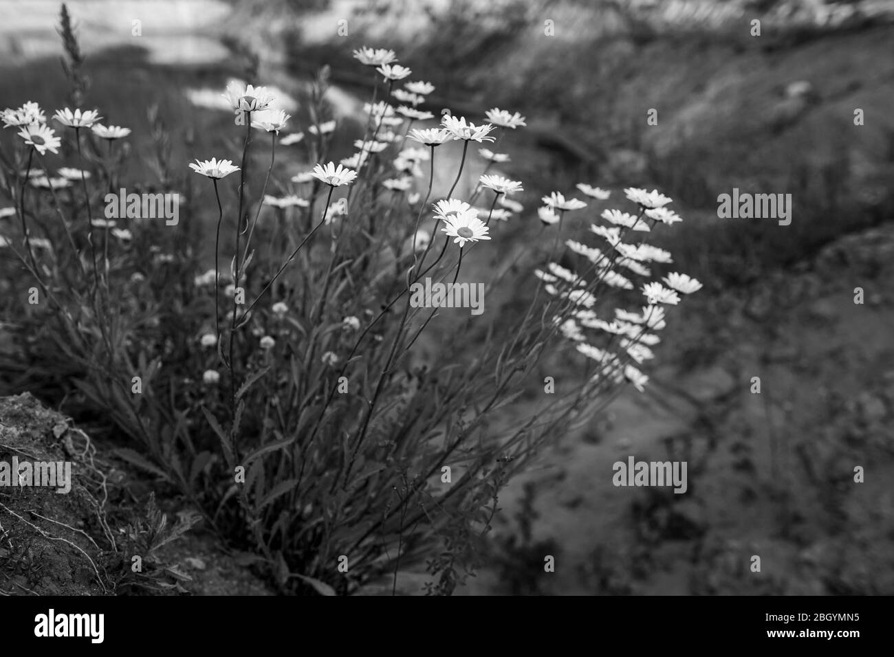 Schöne Kamillenblumen, Leucanthemum vulgare, auf einem verlassenen Sandsteinbruch. Schwarzweiß-Foto. Stockfoto