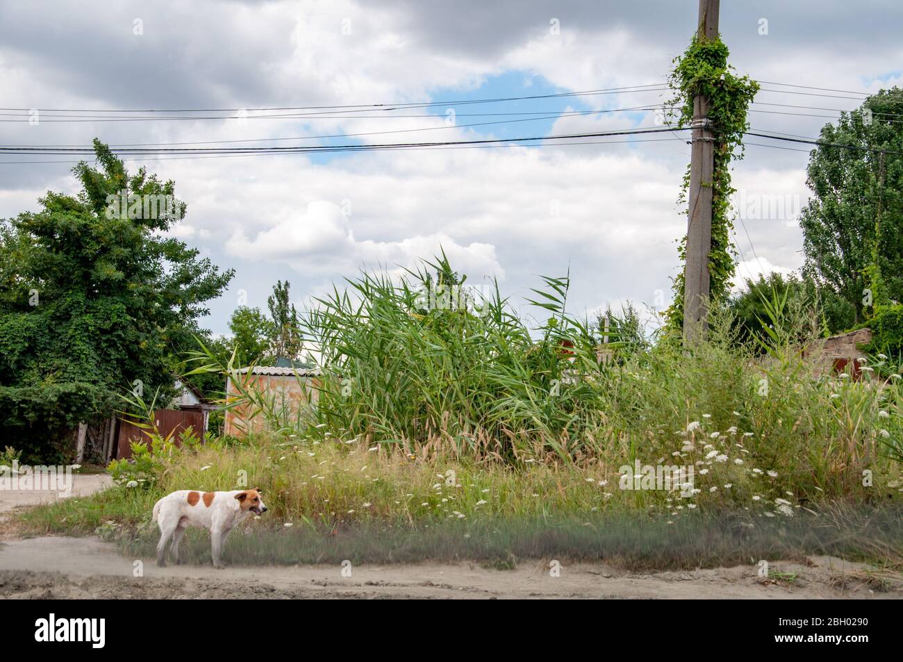 Ländliche Landschaft von überwucherten Dorfstraße mit Wolkenlandschaft oben. Straßenhund an der Feldweg. Sommer Blick in die Landschaft der Ukraine. Stockfoto
