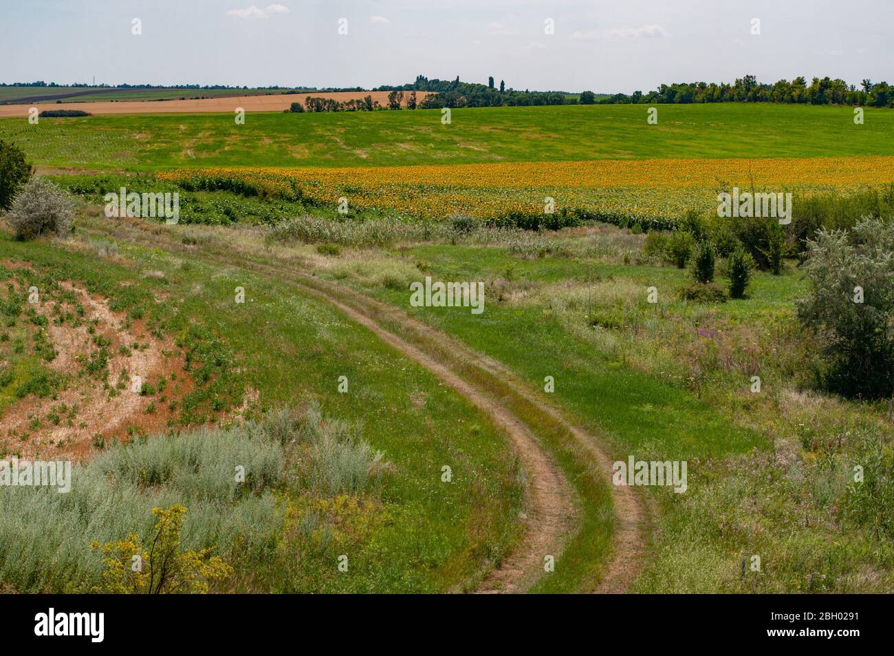 Ruhige Landschaft der Landschaft mit grünen und gelben Feldern und Landstraße abbiegen. Ländliche Landschaft der Ukraine im Sommer. Stockfoto