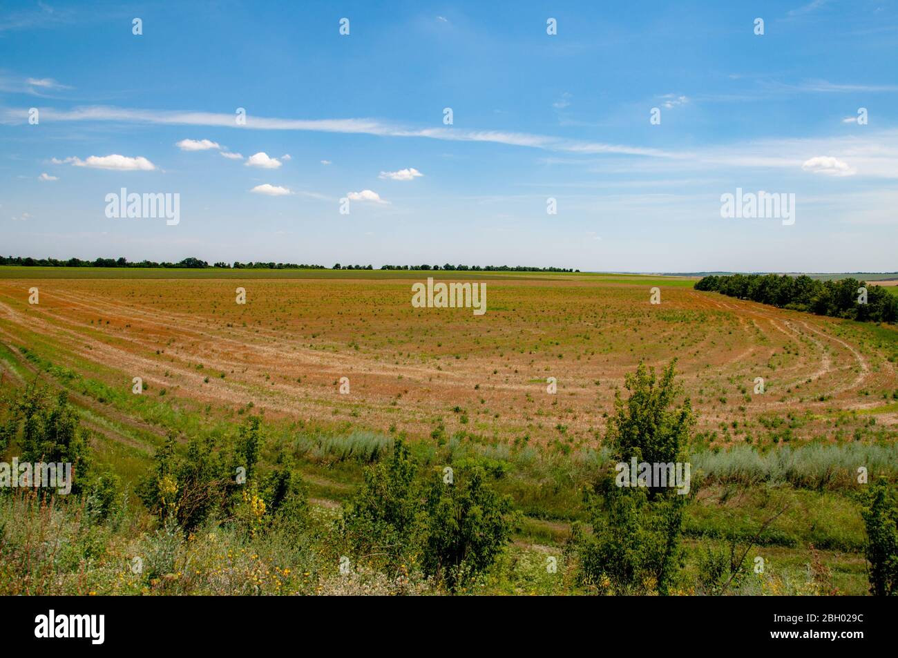 Ebene Landschaft von Getreidepflanzen Feld mit Egen und leuchtend blauen Himmel über Horizont. Idyllische Aussicht auf die Landschaft in Europa. Stockfoto