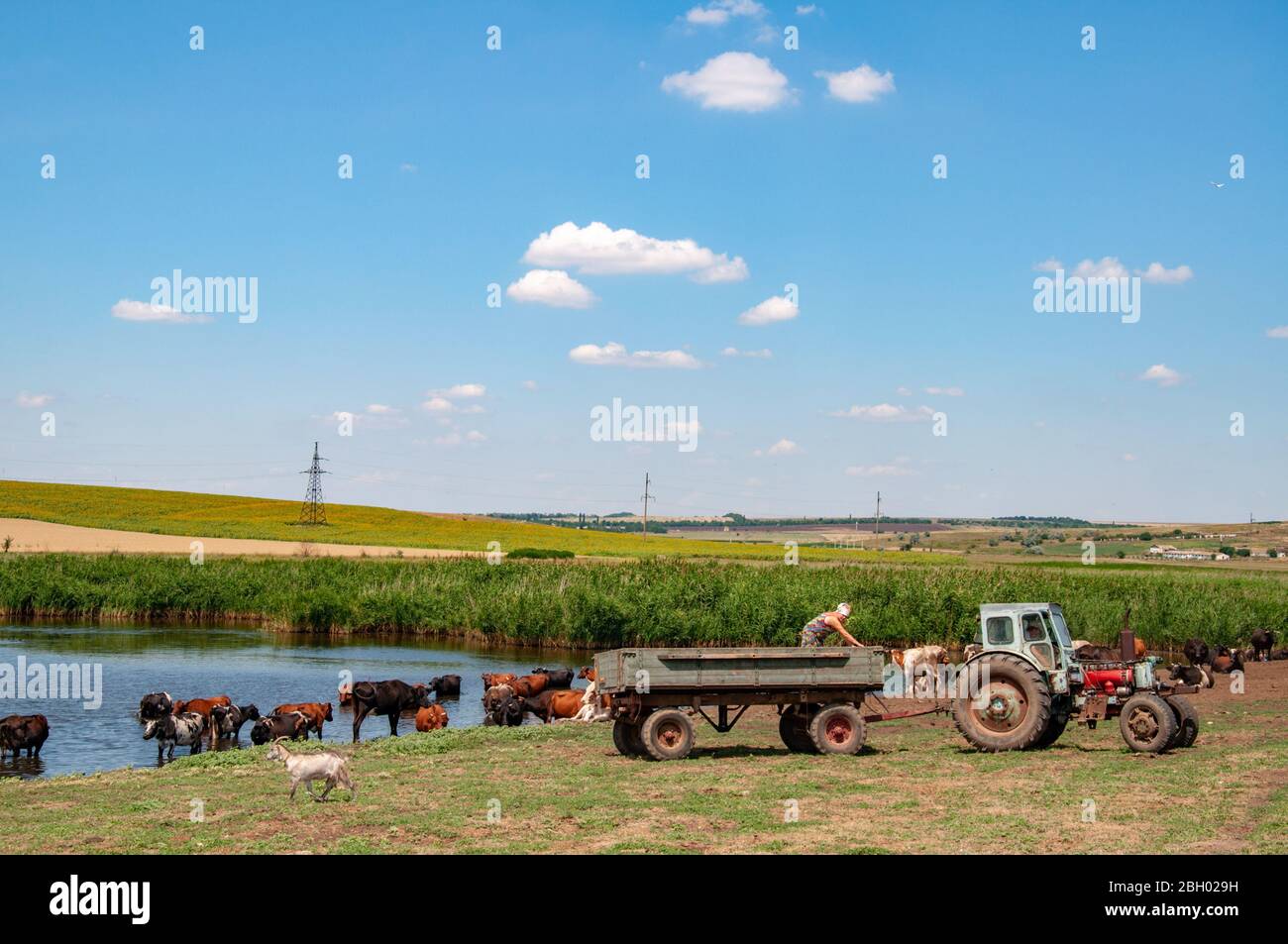 Ländliche Landschaft von landwirtschaftlichen Feld mit alten Traktor und Kühe in der Nähe von Fluss. Silhouette der unerkennbaren Frau im Traktor. Sommer Blick in die Landschaft von Stockfoto